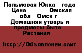 Пальмовая Юкка 4 года › Цена ­ 1 000 - Омская обл., Омск г. Домашняя утварь и предметы быта » Растения   